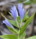 Gentiana asclepiadea