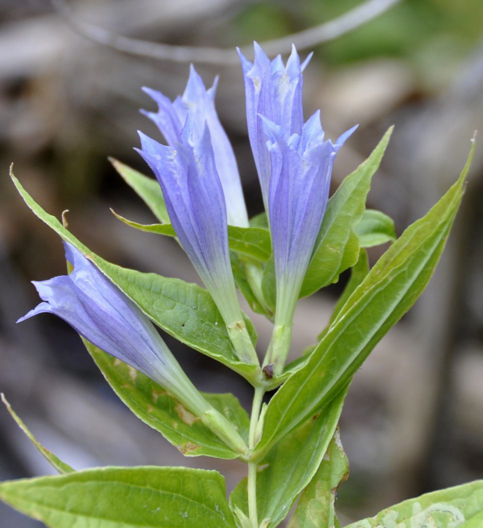 Image of Gentiana asclepiadea specimen.