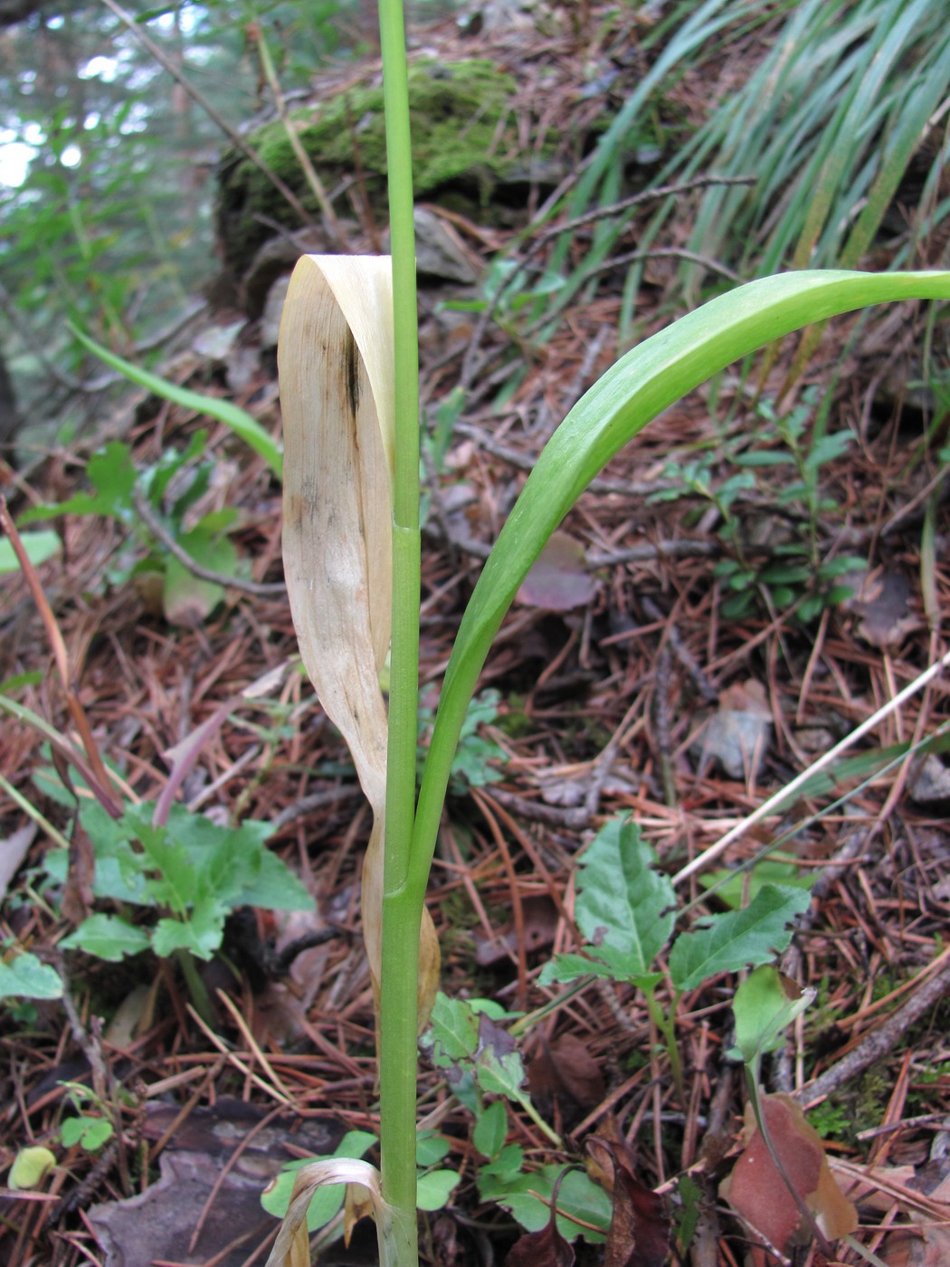 Image of Allium victorialis specimen.