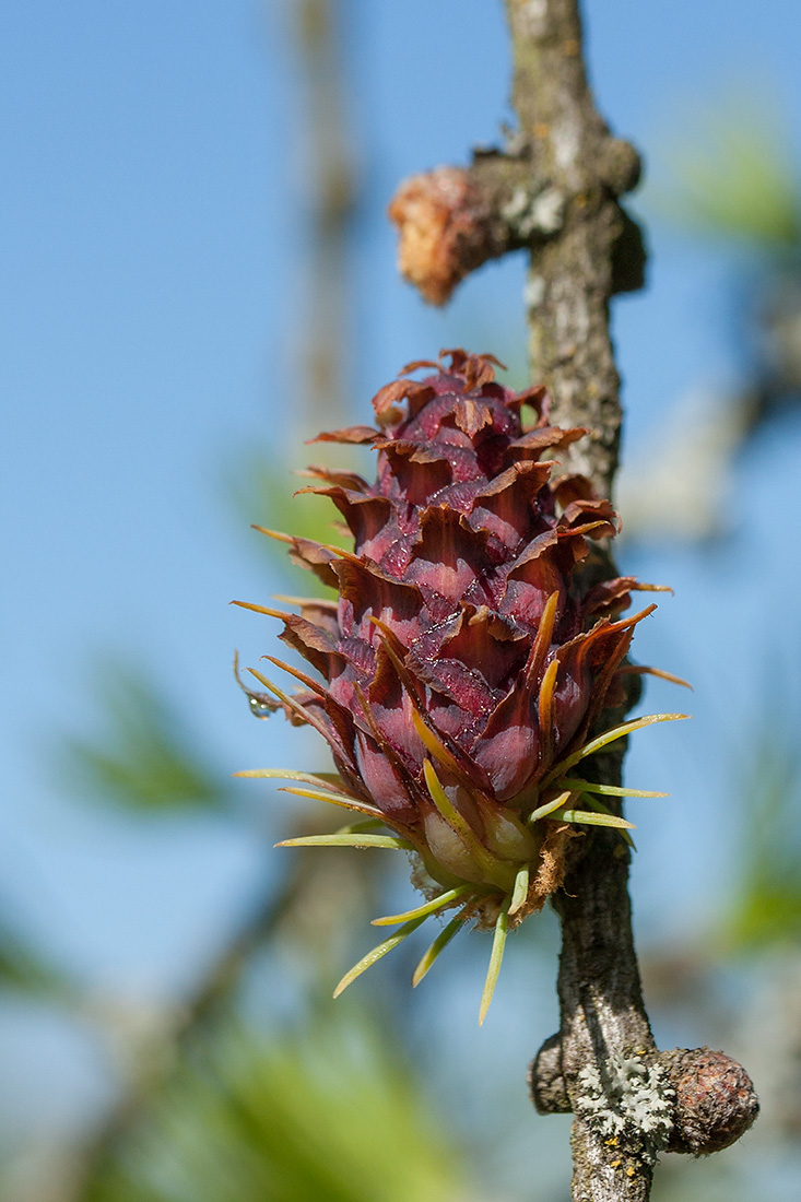 Image of Larix sibirica specimen.