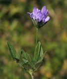 Psoralea bituminosa подвид pontica. Верхушка цветущего растения. Крым, Cевастополь, вершина Сапун-Горы, поляна вдоль грунтовой дороги. 14.08.2017.