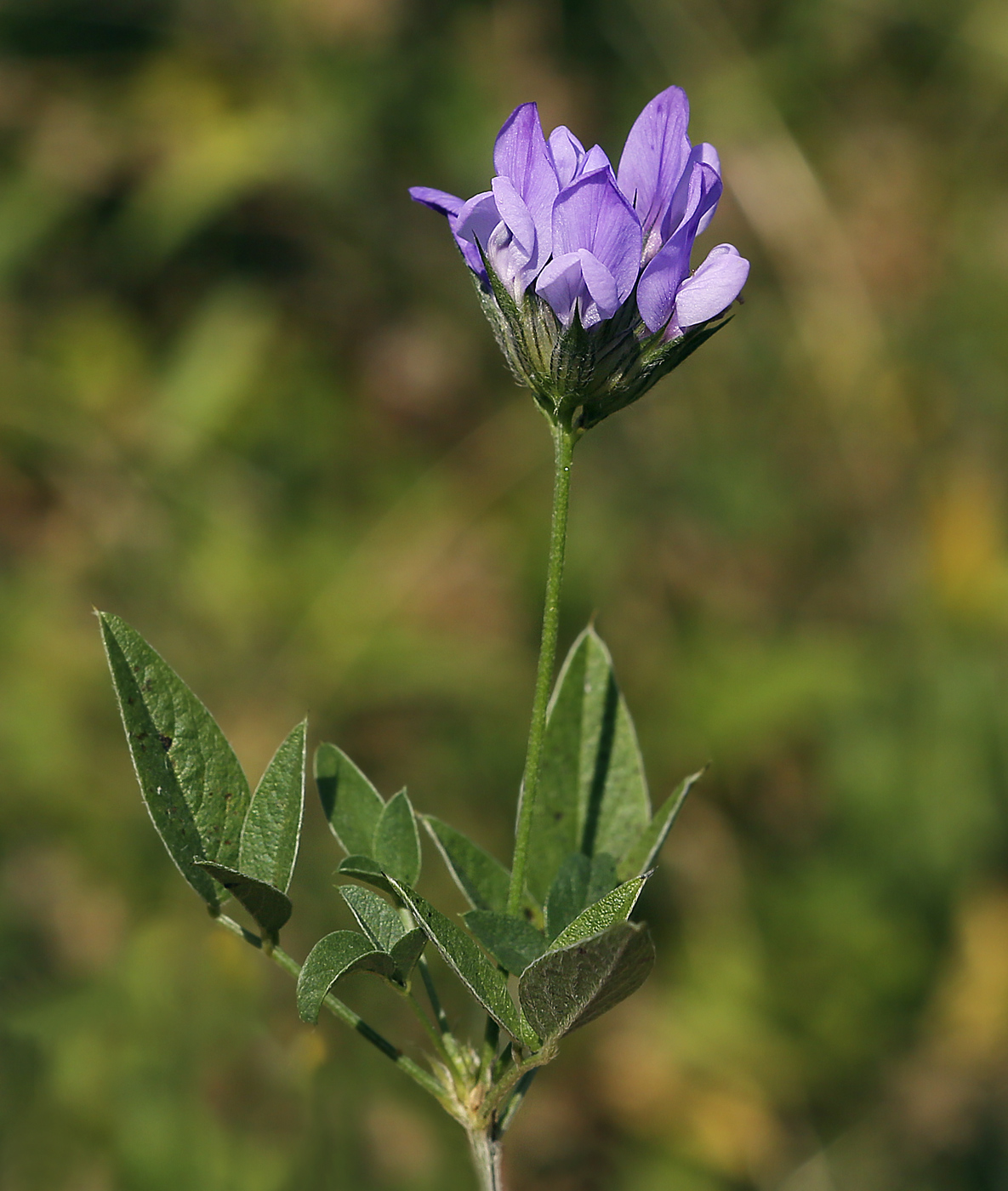 Image of Psoralea bituminosa ssp. pontica specimen.