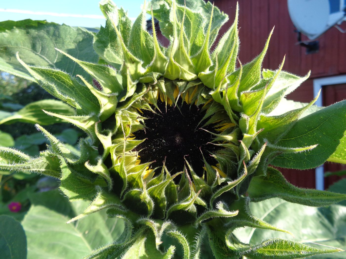 Image of Helianthus annuus specimen.