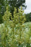 Rumex confertus. Соцветия. Ленинградская обл., Волосовский р-н, окр. дер. Пятая Гора, суходольный разнотравно-злаковый луг. 16.07.2017.