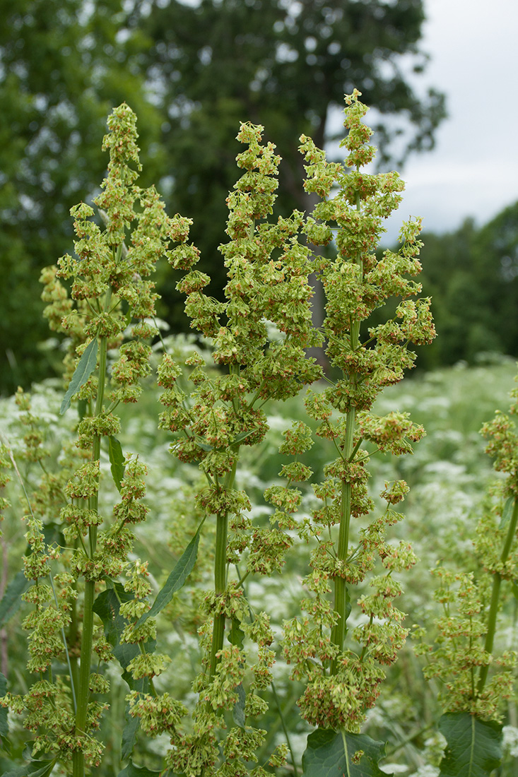 Image of Rumex confertus specimen.