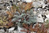 Oxytropis trichocalycina. Растение на каменистой осыпи. Южный Казахстан, хр. Боролдайтау, г. Нурбай. 26.05.2008.