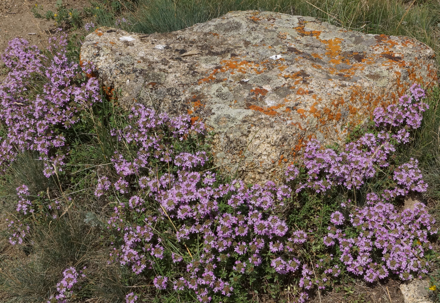 Изображение особи Thymus serpyllum.