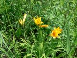 Hemerocallis middendorffii