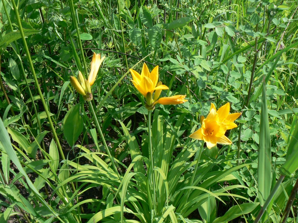 Image of Hemerocallis middendorffii specimen.