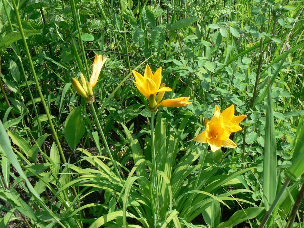 Изображение особи Hemerocallis middendorffii.