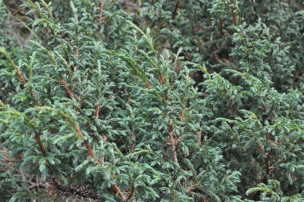 Изображение особи род Juniperus.