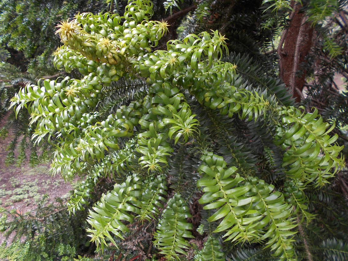 Изображение особи Araucaria bidwillii.