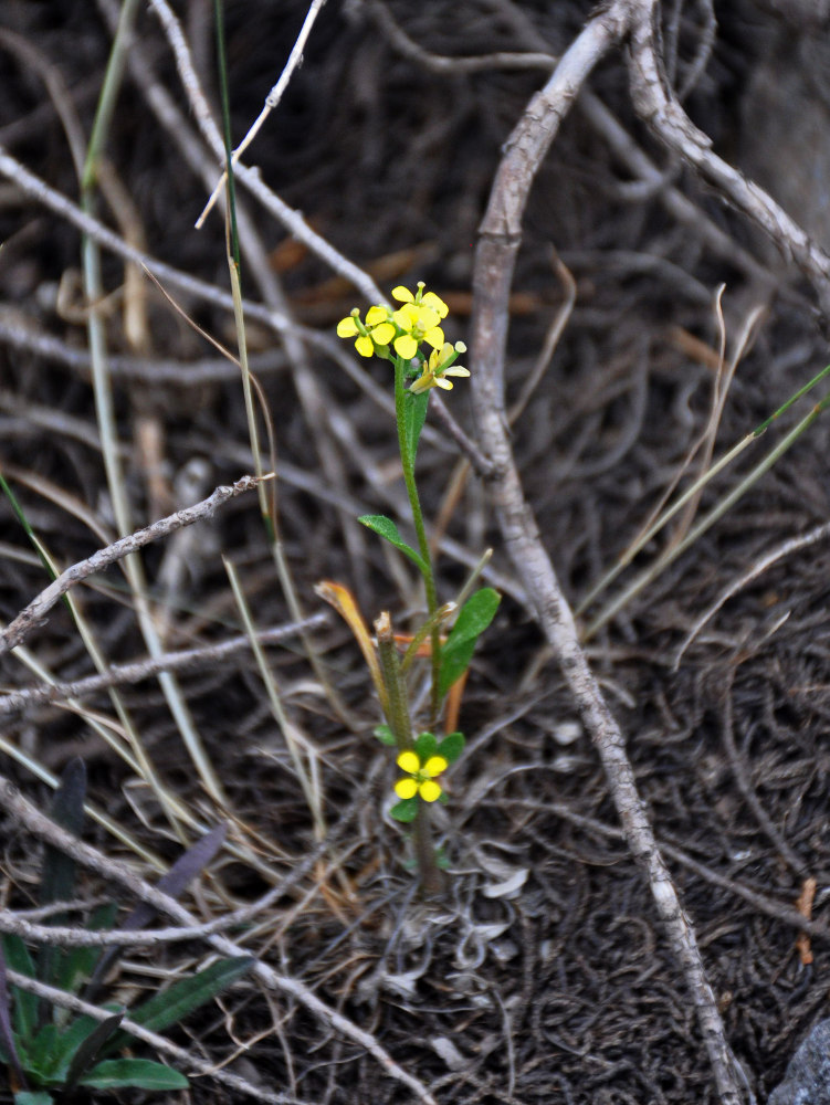 Изображение особи род Erysimum.