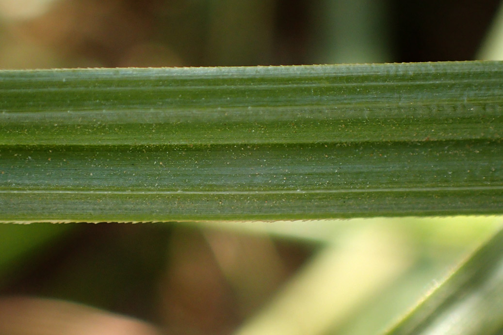 Изображение особи Cyperus rotundus.