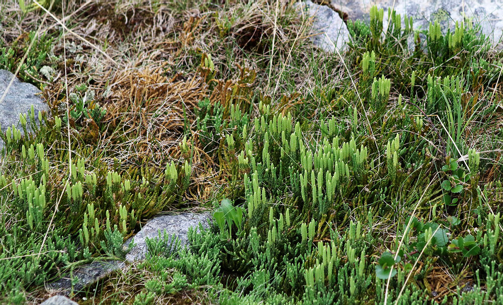 Изображение особи Diphasiastrum alpinum.