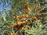 Hippophae rhamnoides