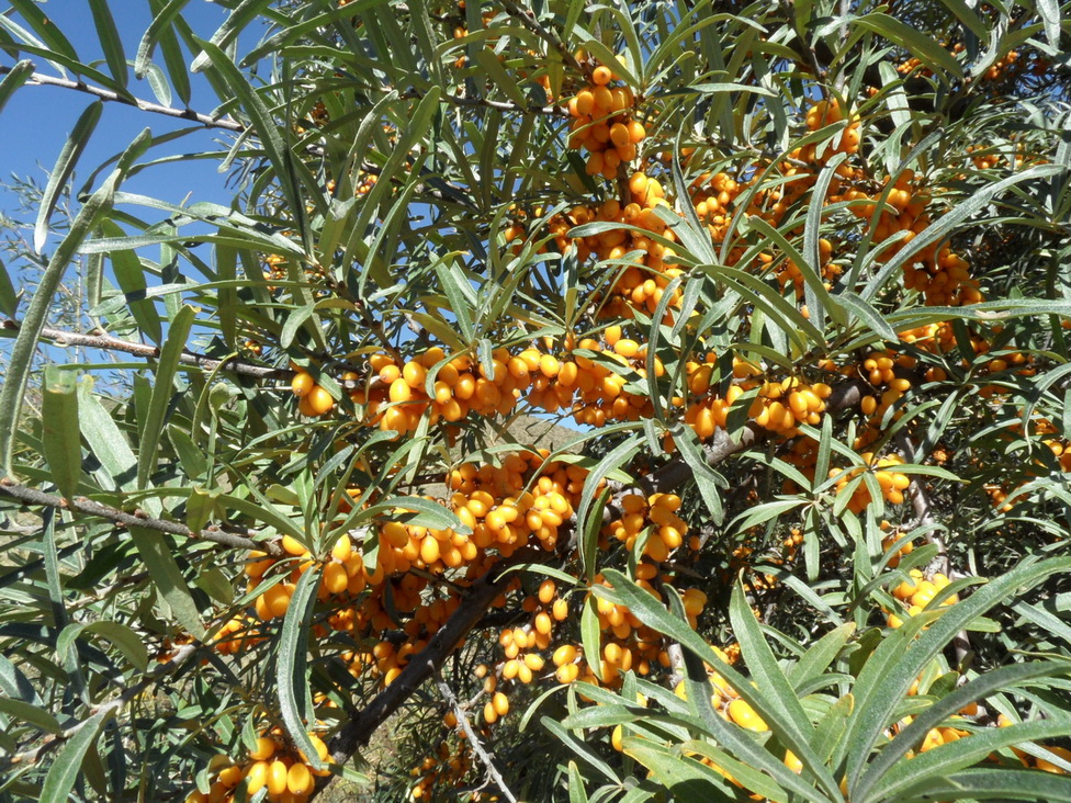 Image of Hippophae rhamnoides specimen.