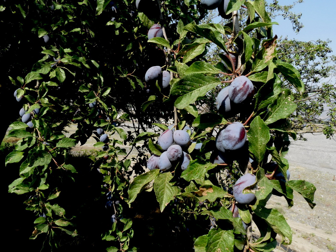 Image of Prunus domestica specimen.