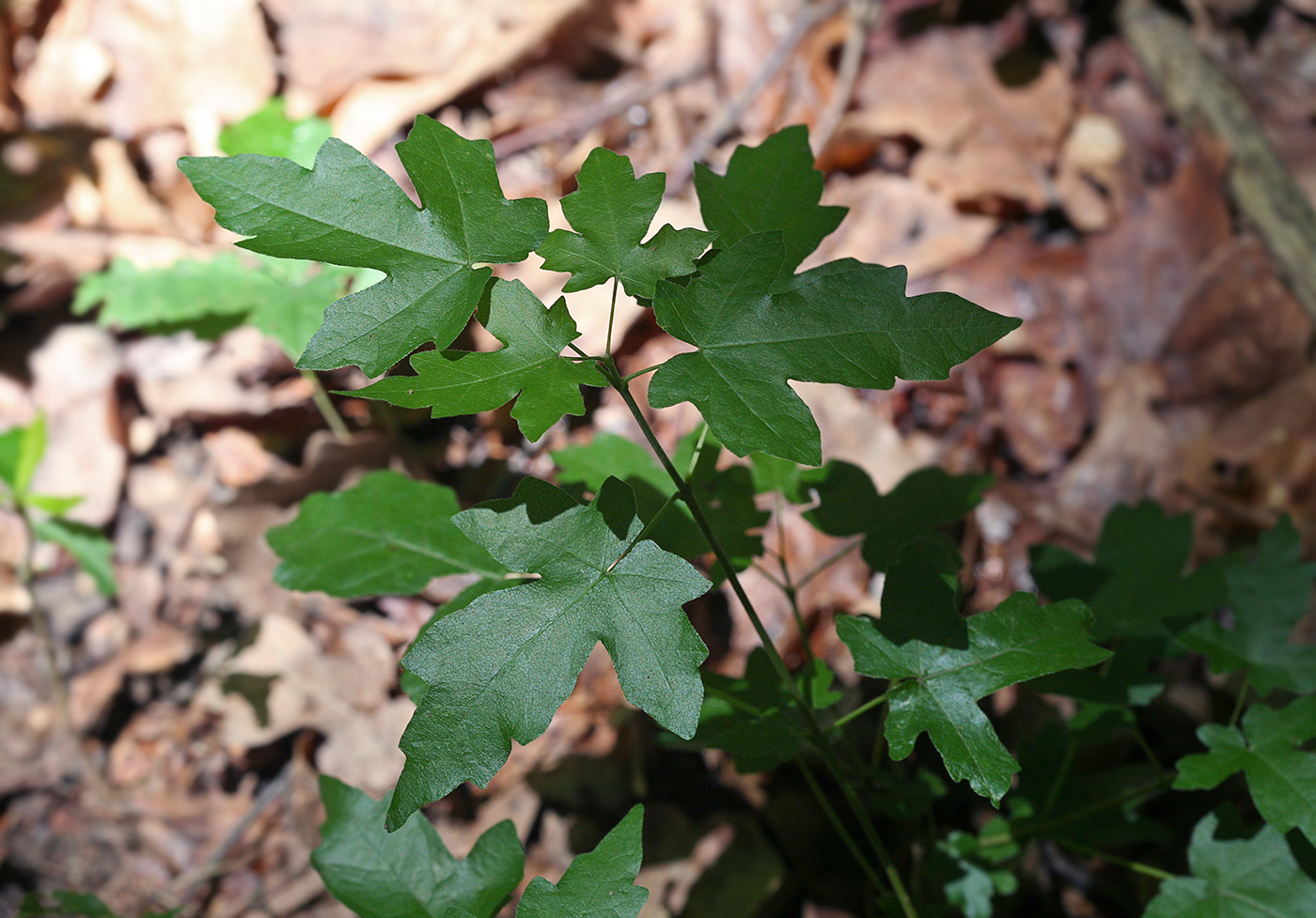 Image of Acer campestre specimen.