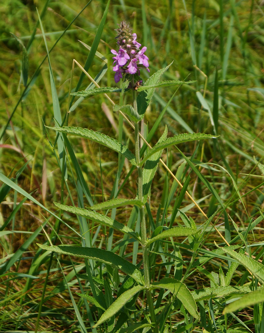 Изображение особи Stachys palustris.