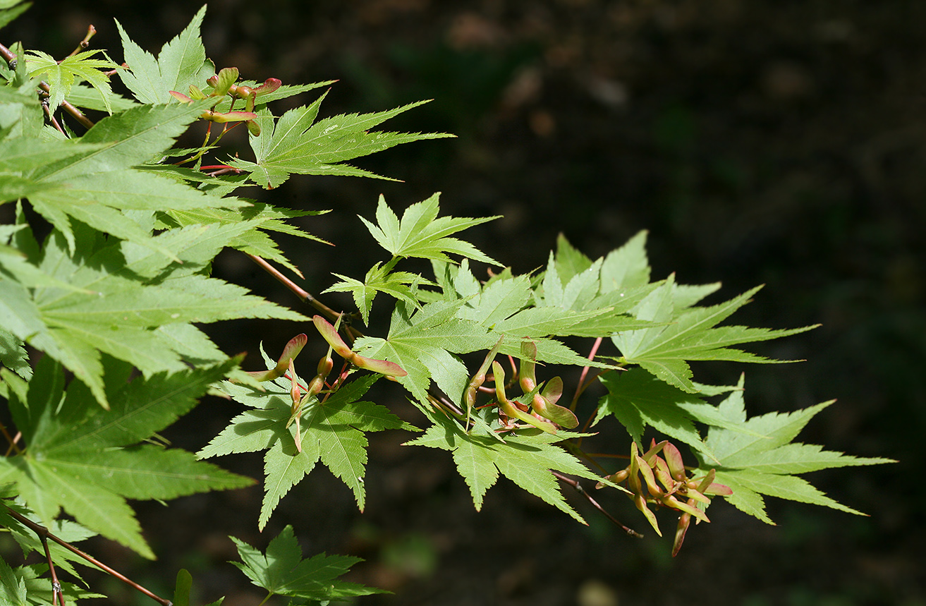 Image of Acer palmatum specimen.