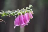 Digitalis purpurea