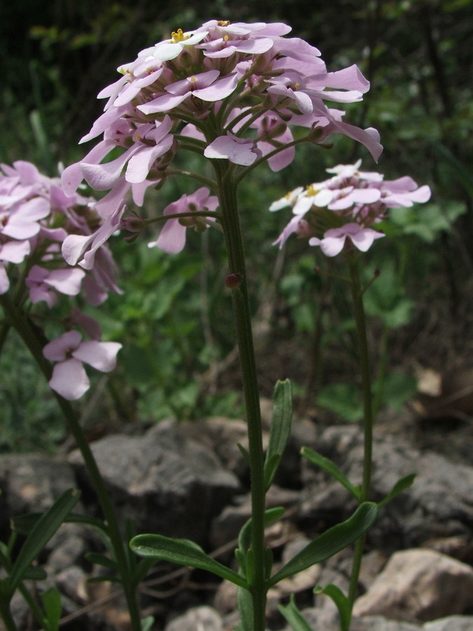 Image of Iberis simplex specimen.