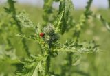 Carduus crispus. Развивающиеся соцветия с сидящей Coccinella septempunctata. Пермский край, г. Пермь, Кировский р-н, пойменный луг. 15.07.2017.