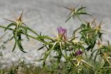 Centaurea calcitrapa
