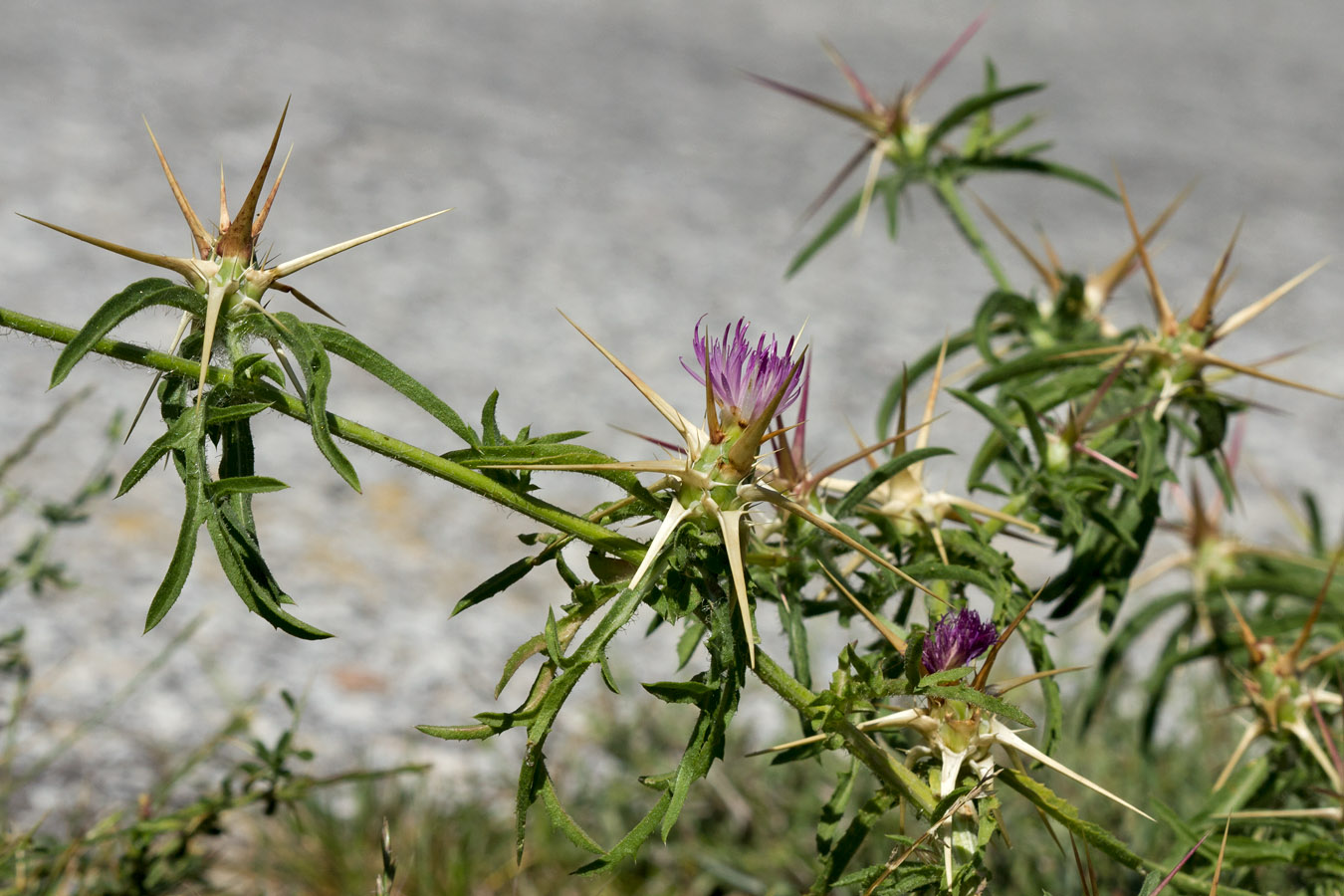 Image of Centaurea calcitrapa specimen.