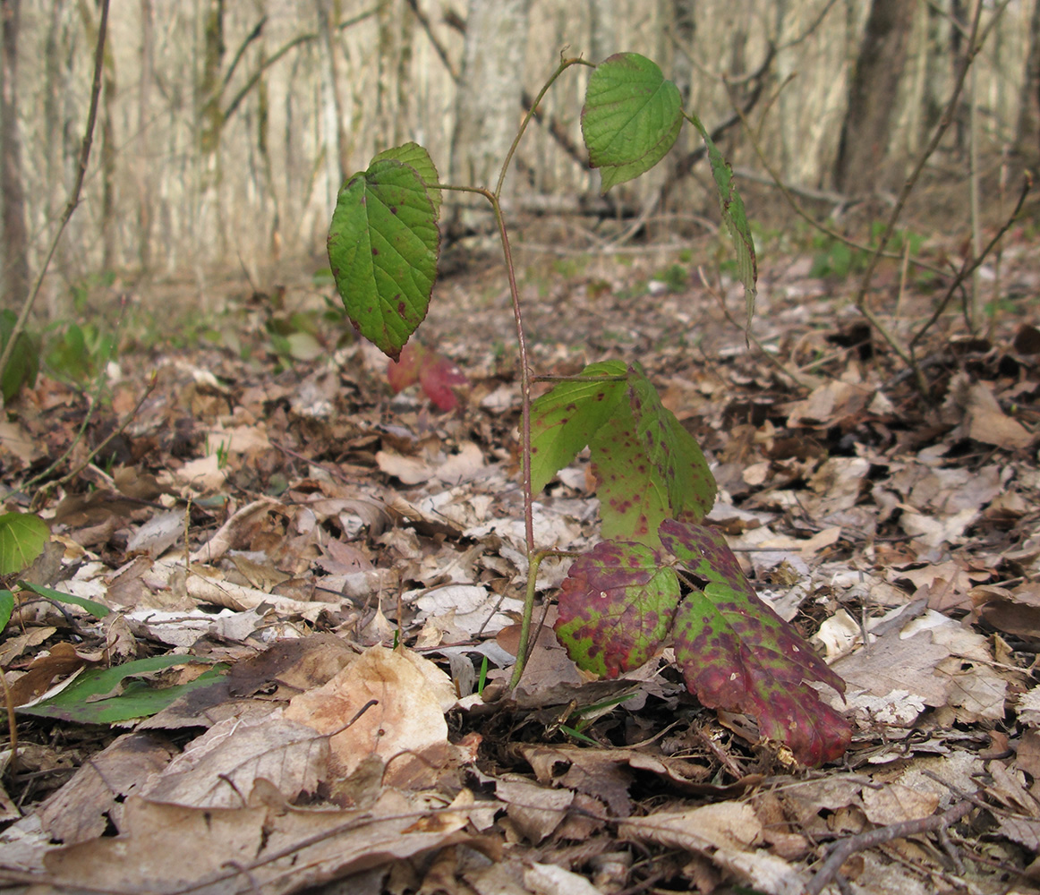 Image of Rubus caucasicus specimen.