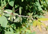 Berberis julianae