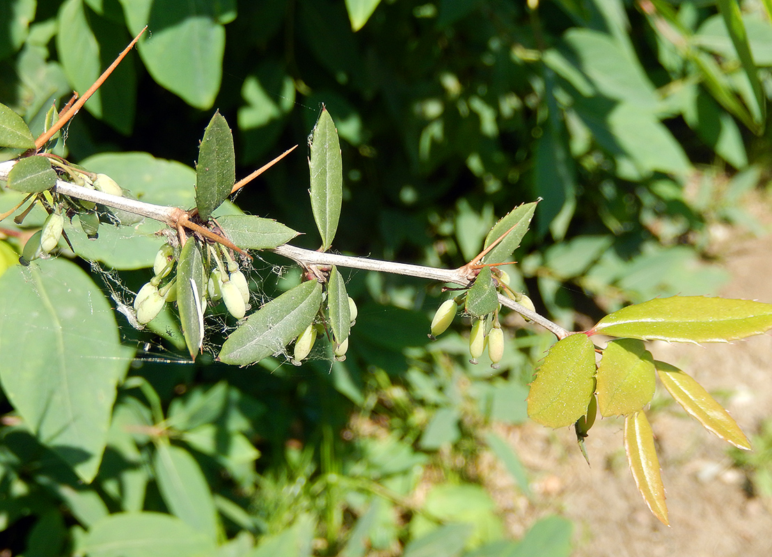 Изображение особи Berberis julianae.