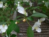 Malus baccata