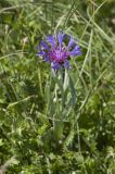 Centaurea fuscomarginata. Цветущее растение. Горный Крым, гора Южная Демерджи. 21.06.2009.