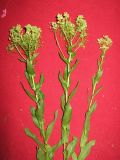 Cardaria draba