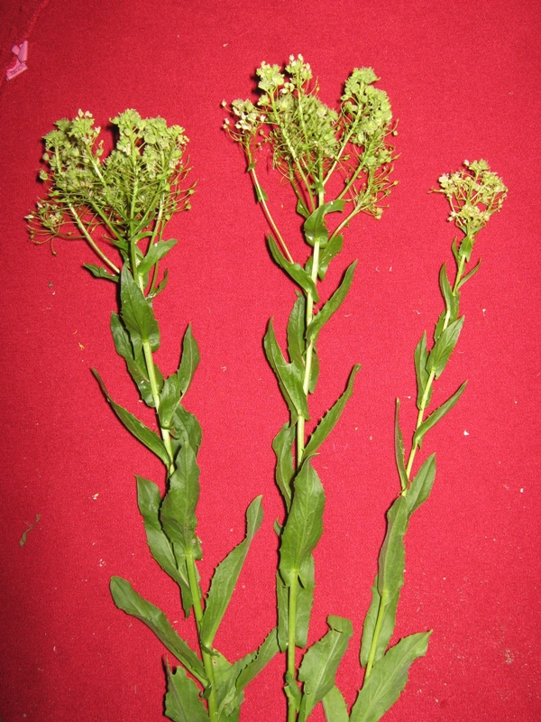 Изображение особи Cardaria draba.