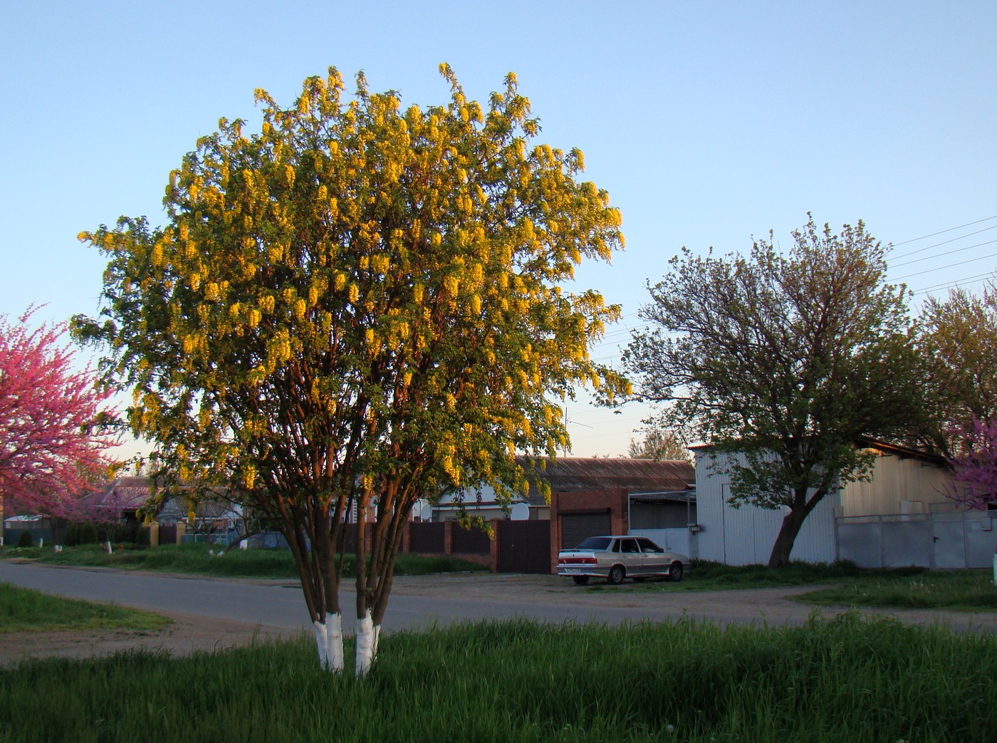 Изображение особи род Laburnum.