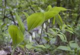 Polygonatum glaberrimum. Верхушка побега с соцветием. Адыгея, Майкопский р-н, окр. пос. Хамышки, высокий обрывистый правый берег р. Киша, выс. ≈ 740 м н.у.м., пихтово-буковый лес. 30.04.2018.