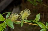 Salix myrsinifolia. Часть побега с соцветиями и молодыми листьями. Пермский край, г. Пермь, Кировский р-н, садовый участок, сорное. 19 мая 2018 г.