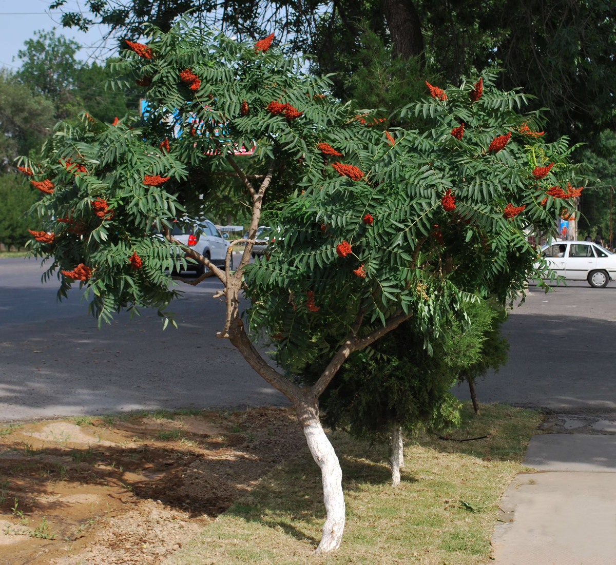 Image of Rhus glabra specimen.