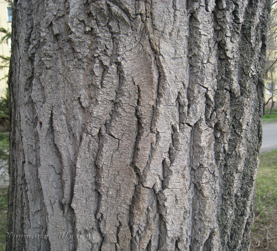 Image of Populus balsamifera specimen.