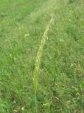 Hordeum bulbosum