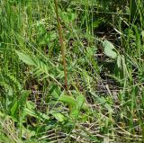 Valeriana dubia