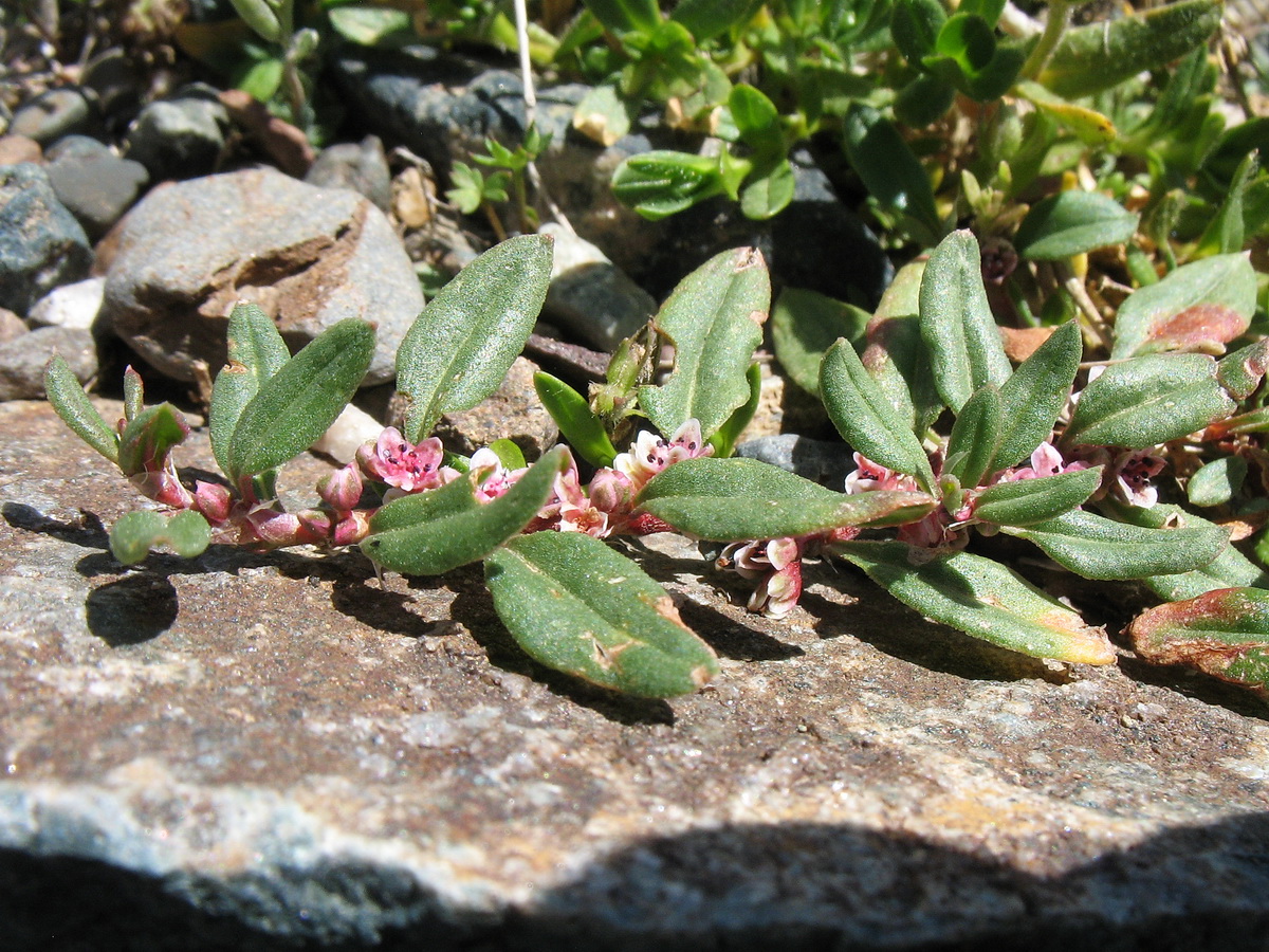 Изображение особи Polygonum cognatum.