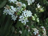 Heptacodium miconioides