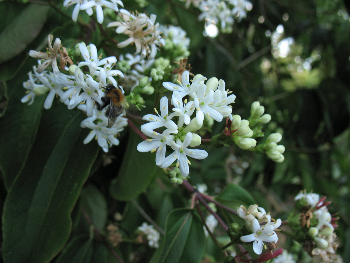 Изображение особи Heptacodium miconioides.