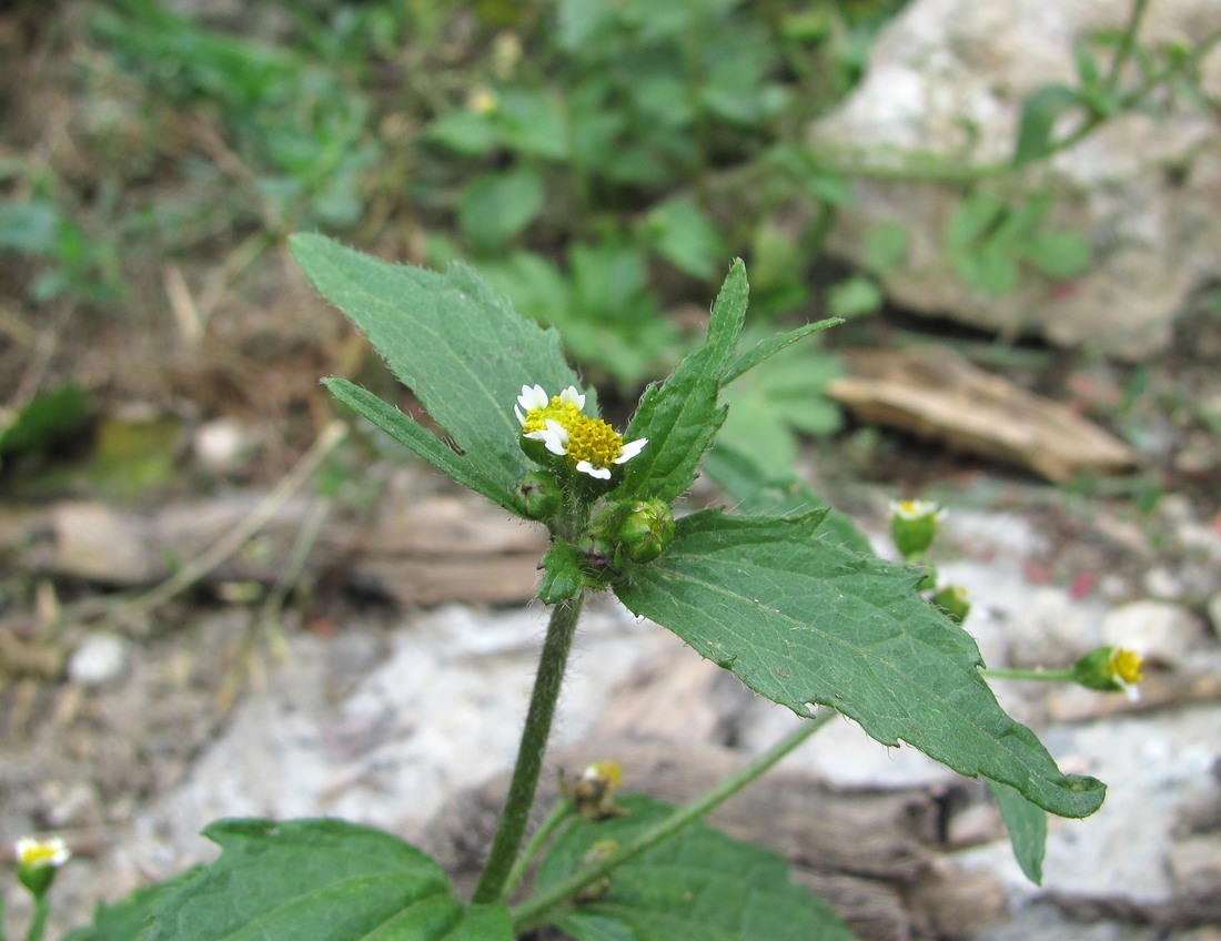 Image of Galinsoga quadriradiata specimen.