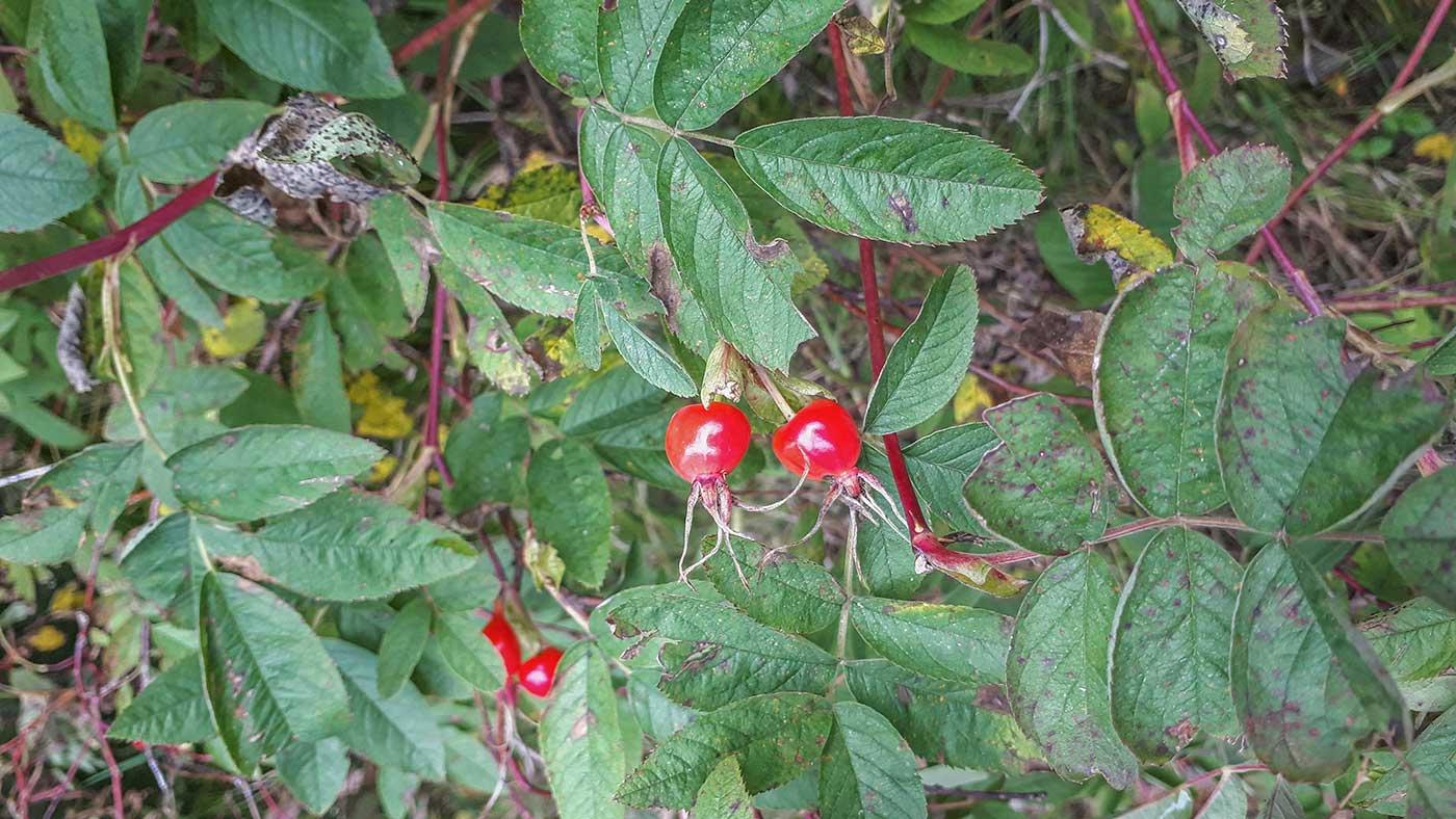 Image of Rosa cinnamomea specimen.