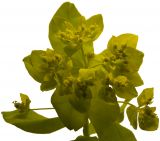 Euphorbia epithymoides. Верхушка цветущего побега. Новосибирск, в культуре. 03.06.2010.
